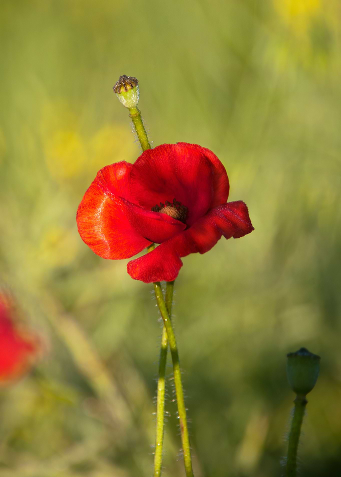 poppy