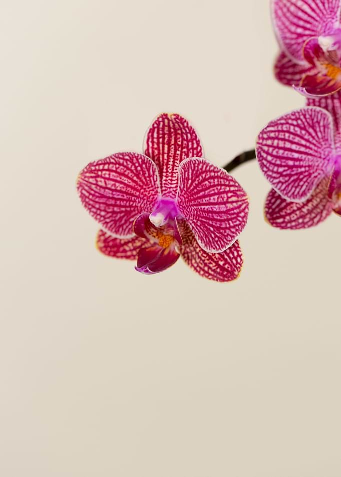 Magenta and White Stripped Orchids with focus on the in ...
