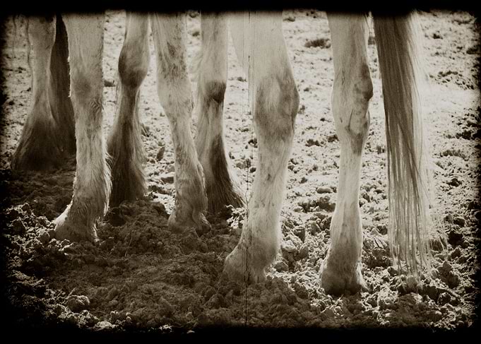 HORSES LEGS