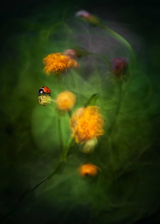 Garden Stories III