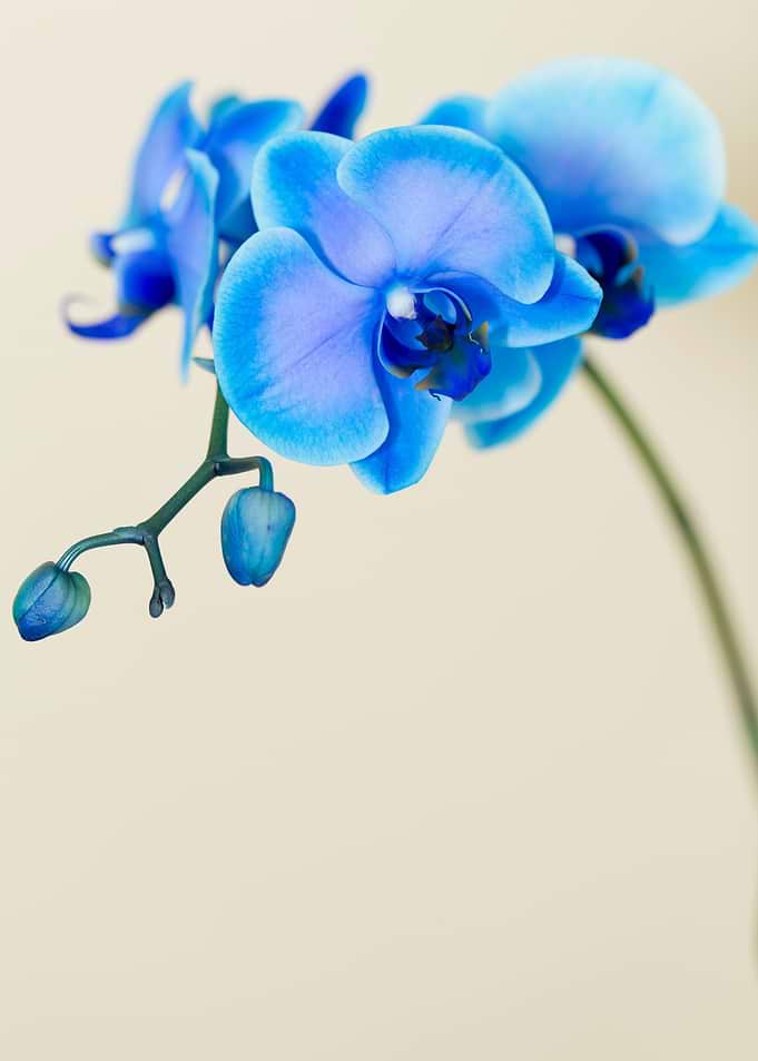Sapphire Blue Orchids and new buds with just a touch of ...