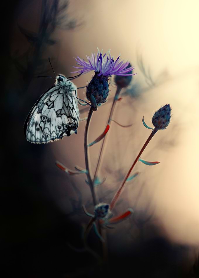 Impression with chess board butterfly