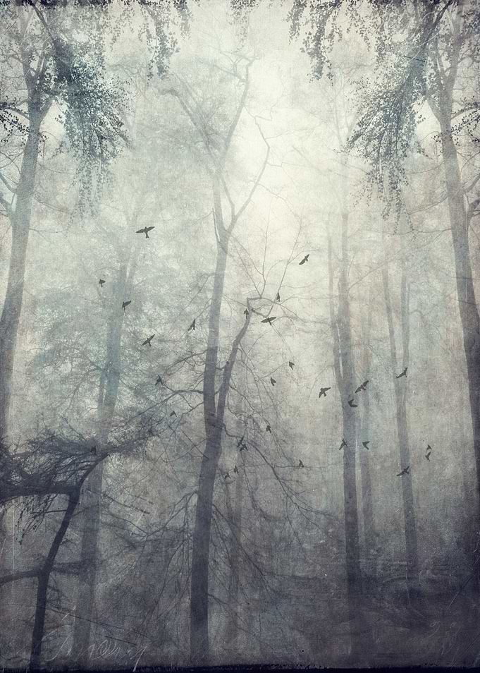 twisted trees - texturized photograph