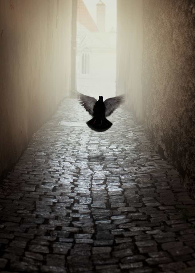 Learning to fly