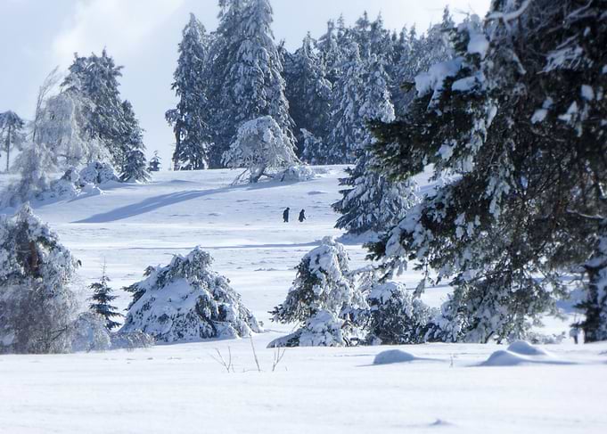 Winterwonderland