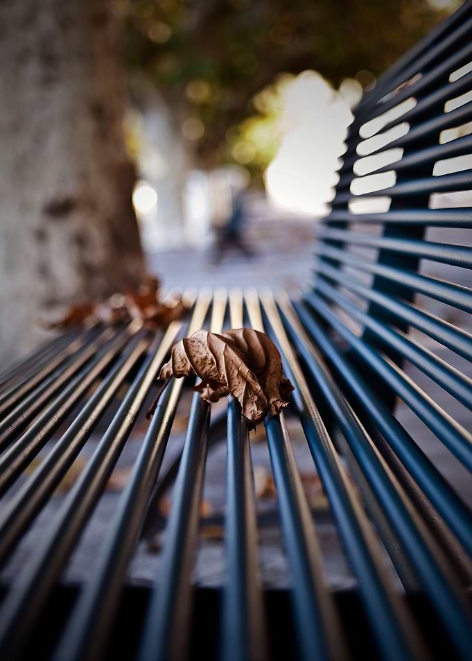 leaf