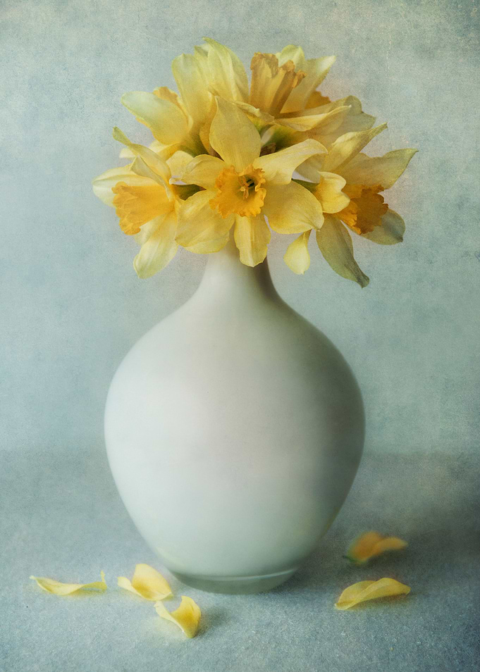 Still life with fresh daffodils
