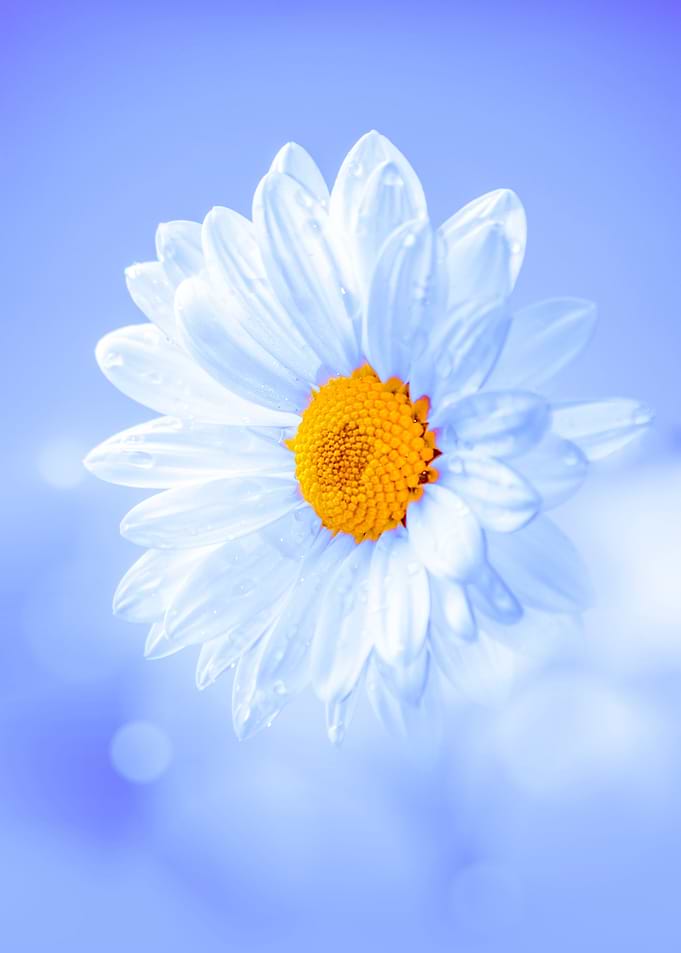 Daisy in the sky