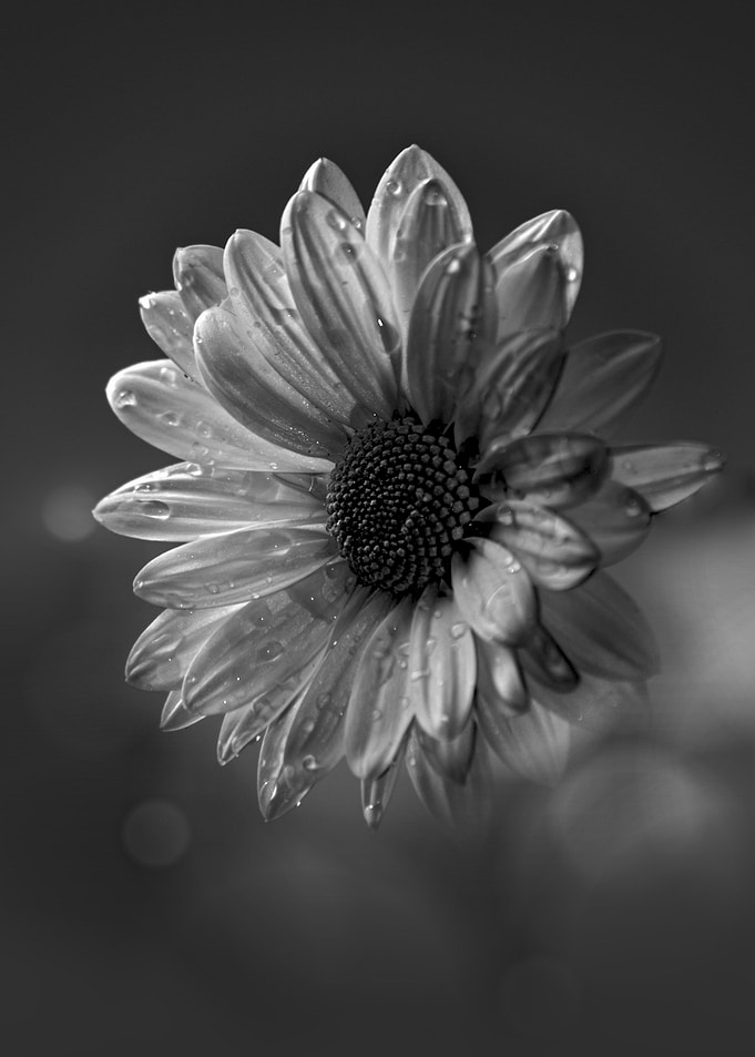 Black and White Daisy