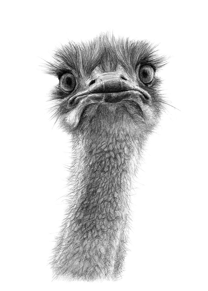 Cute Ostrich sk053