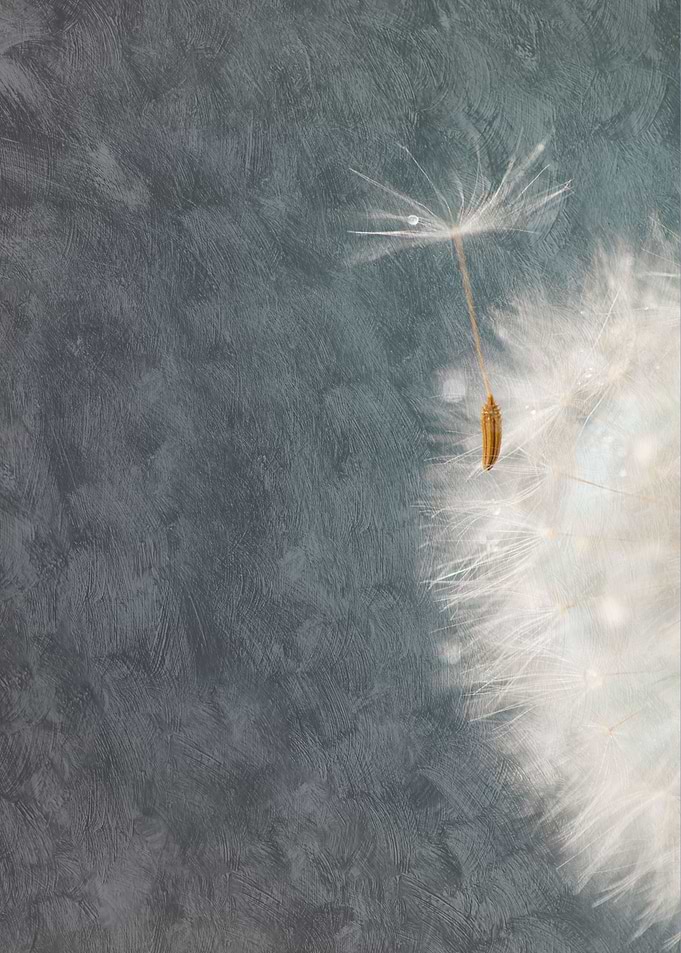 Macro of a tiny part of a seed head of the Dandelion fl ...