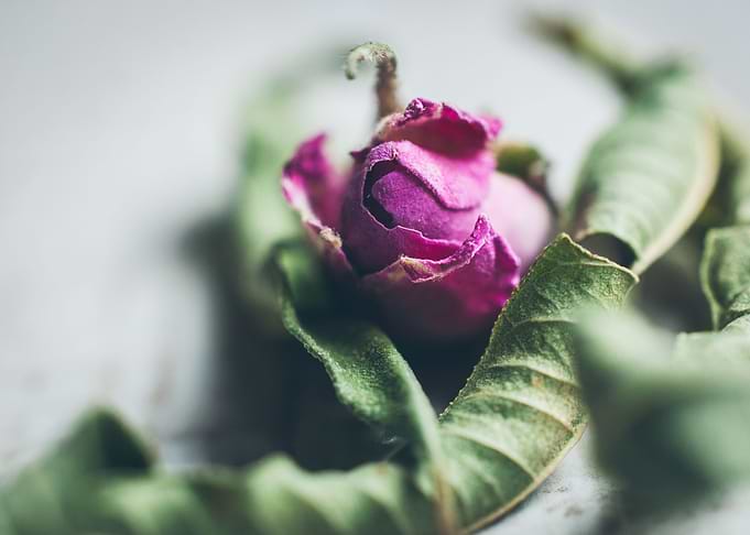 Dried Rose