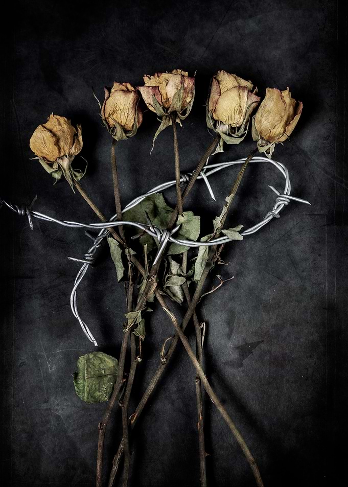 dried roses