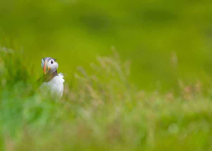 Green puffin