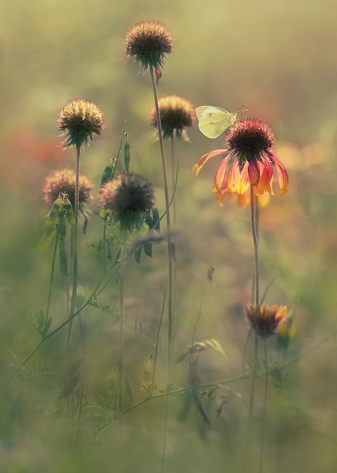 Autumn garden
