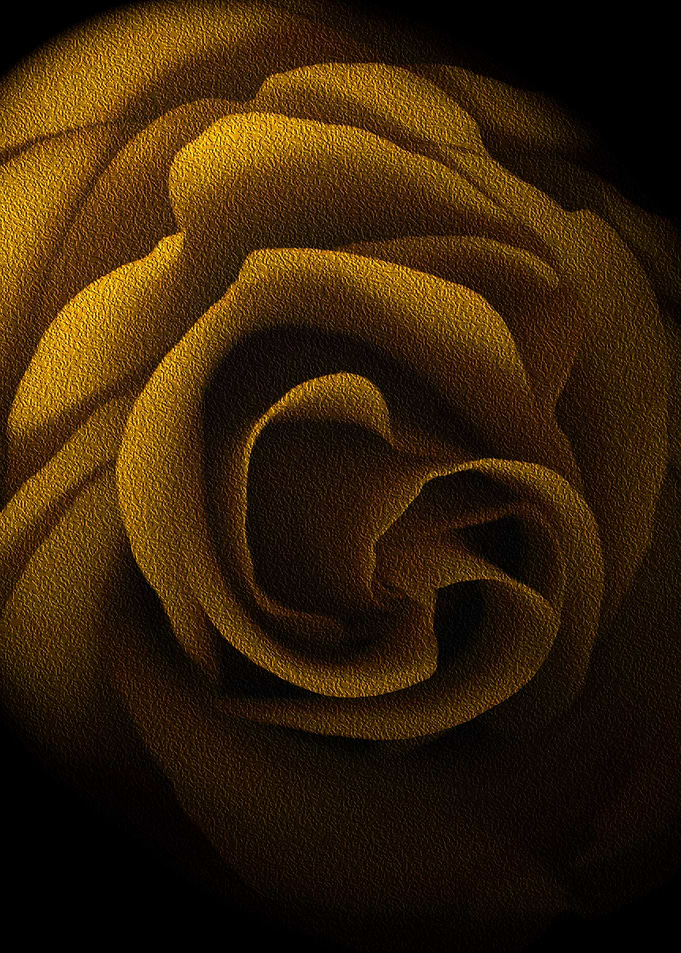 Textured Yellow Rose