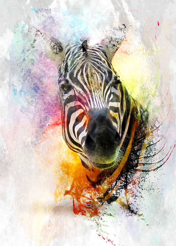 Zebra Splashed in Water Color