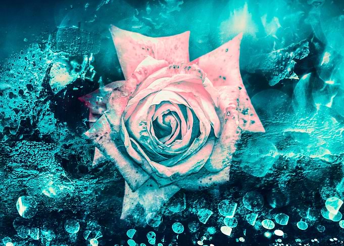 Queen Rose