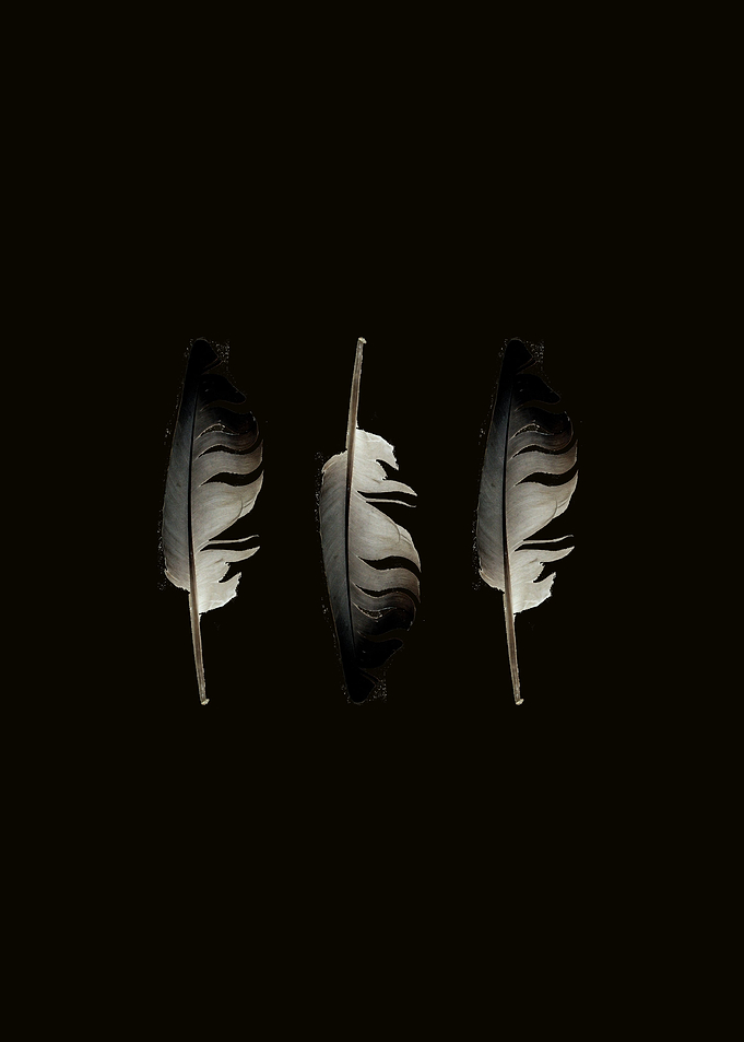 Feathers in the Dark
