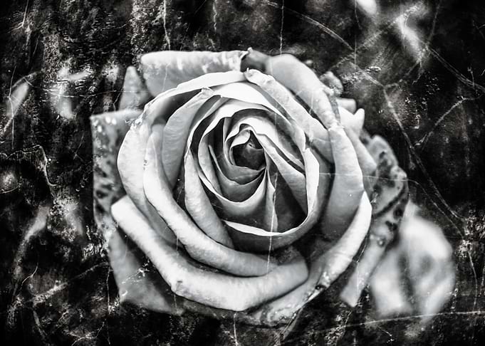 Frozen Rose