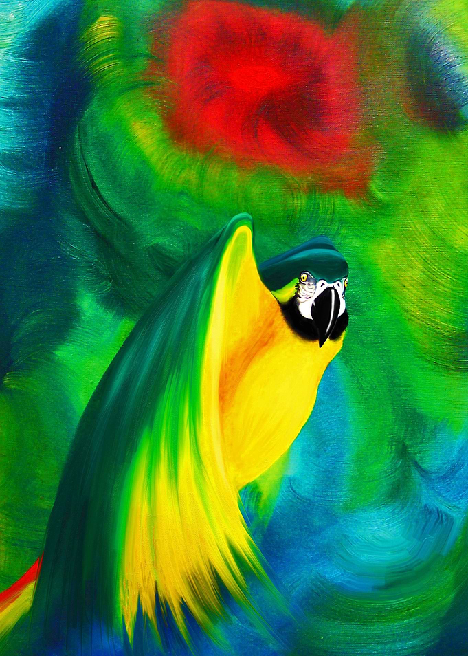 Gold and Blue Macaw Flying