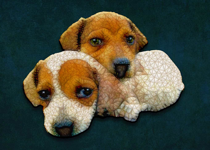 cute puppies