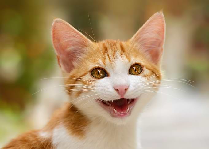 Cute kitten funny cat miaow lovely and enchanting