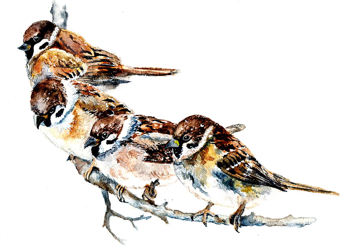 Sparrows