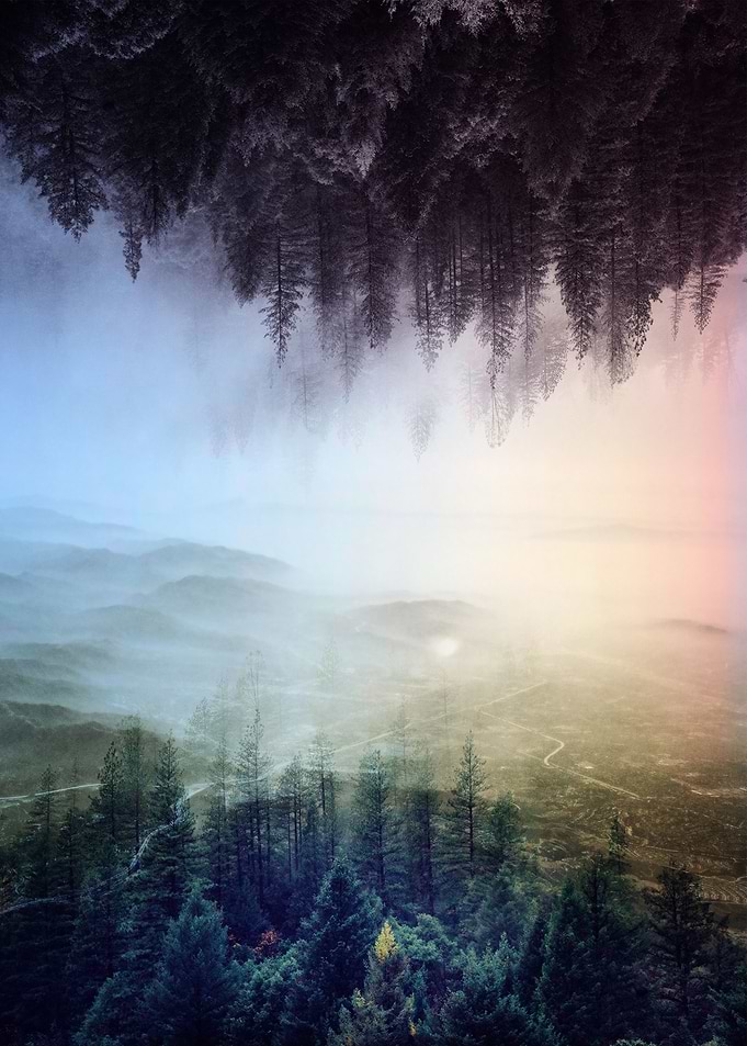 flipped forest
