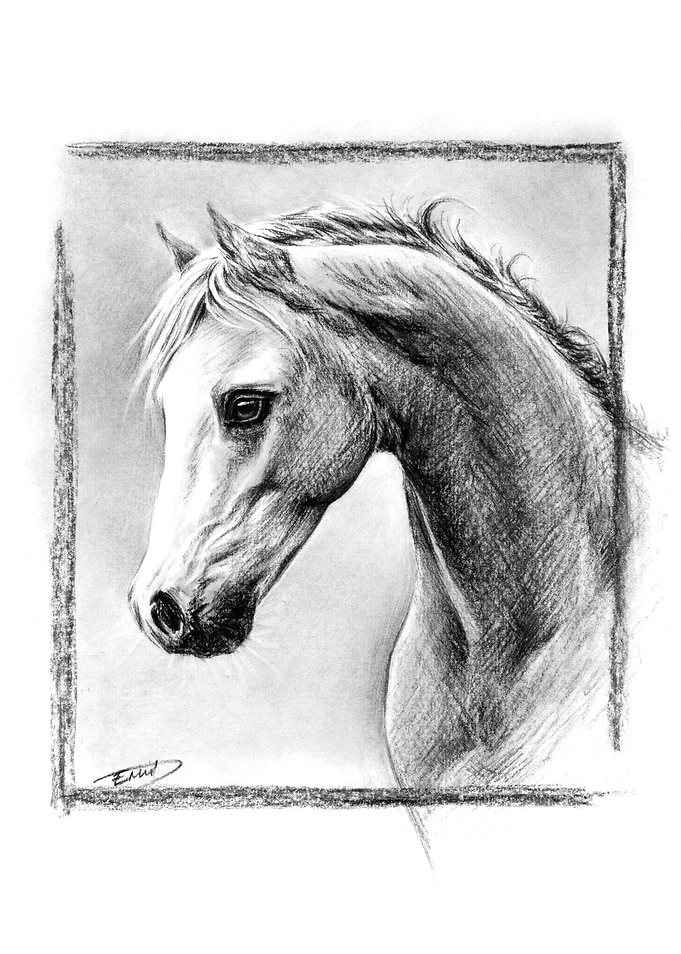 Horse portrait