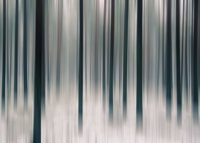 Forest Unfocused