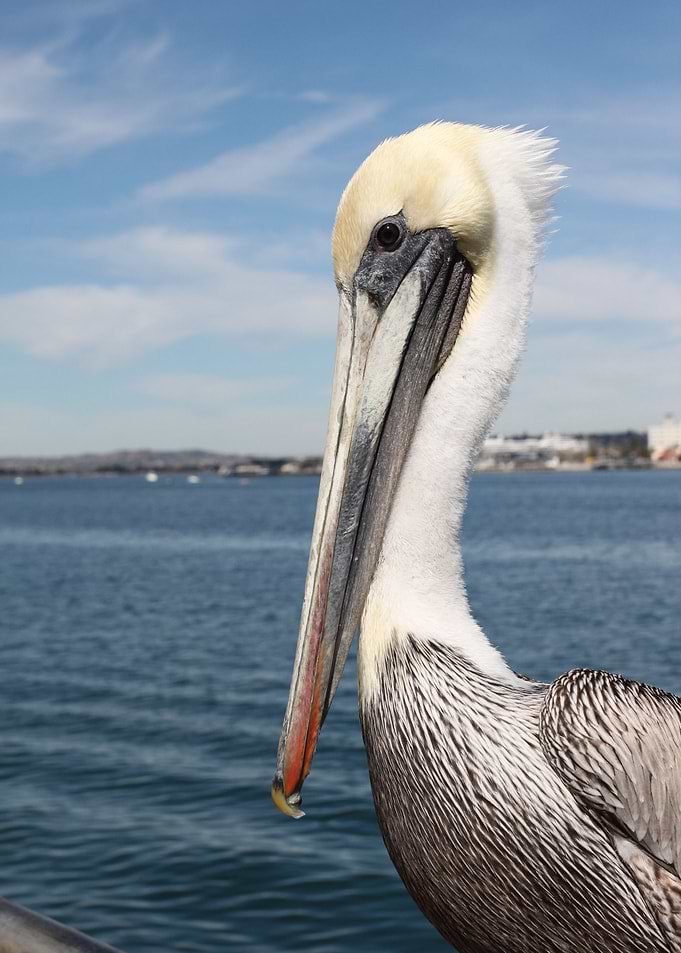Pelican