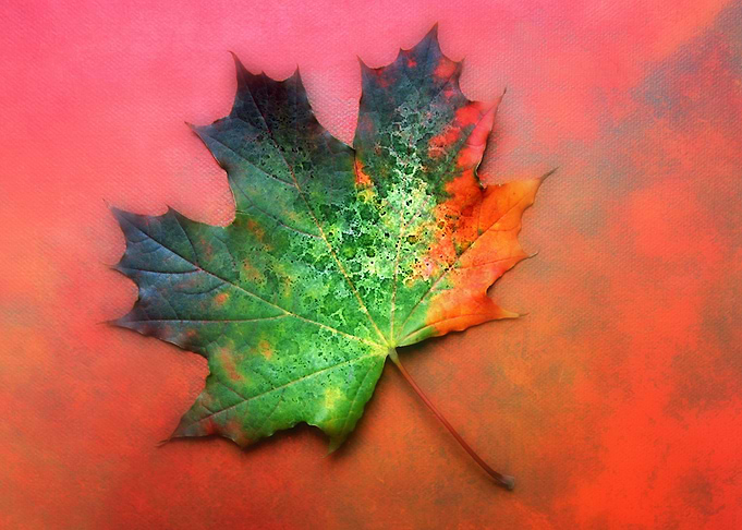 Leaf