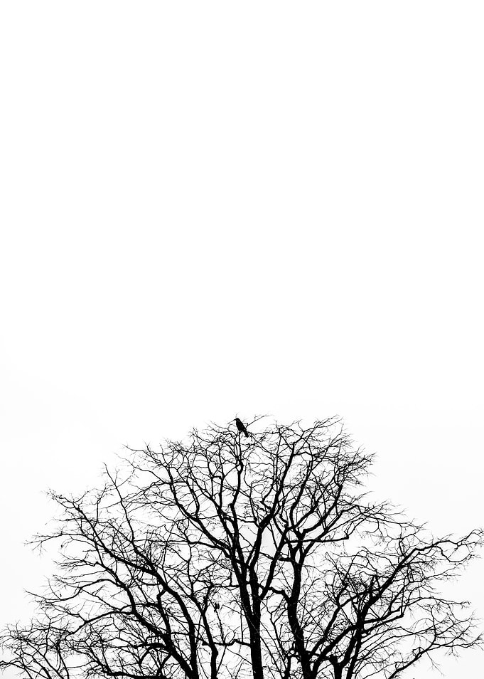 THE CROW