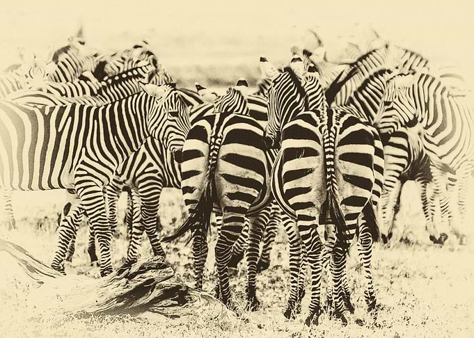 backs of Africa