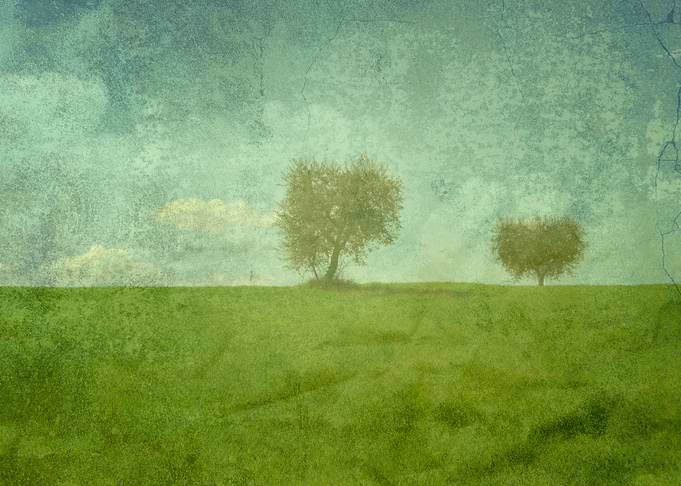 Olive Trees