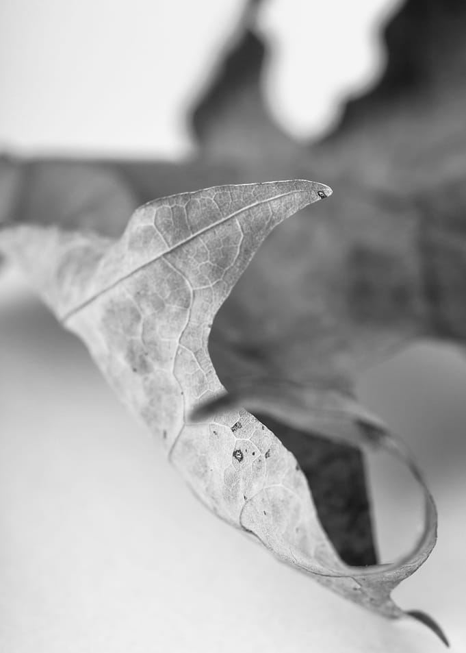 Leaf Study 1 - Close up of a dried maple leaf in black ...