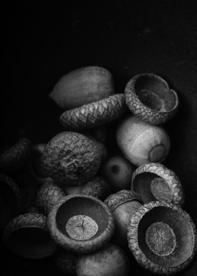 Still life of acorns from an oak tree by fine art photo ...