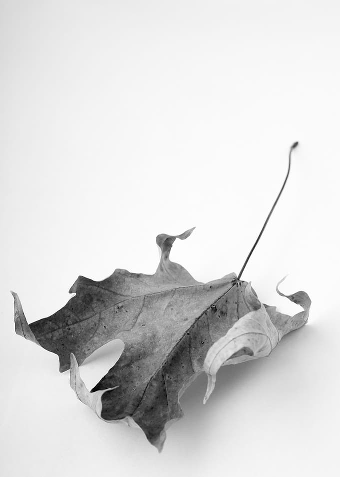Black and white image of a dry maple leaf by fine art p ...