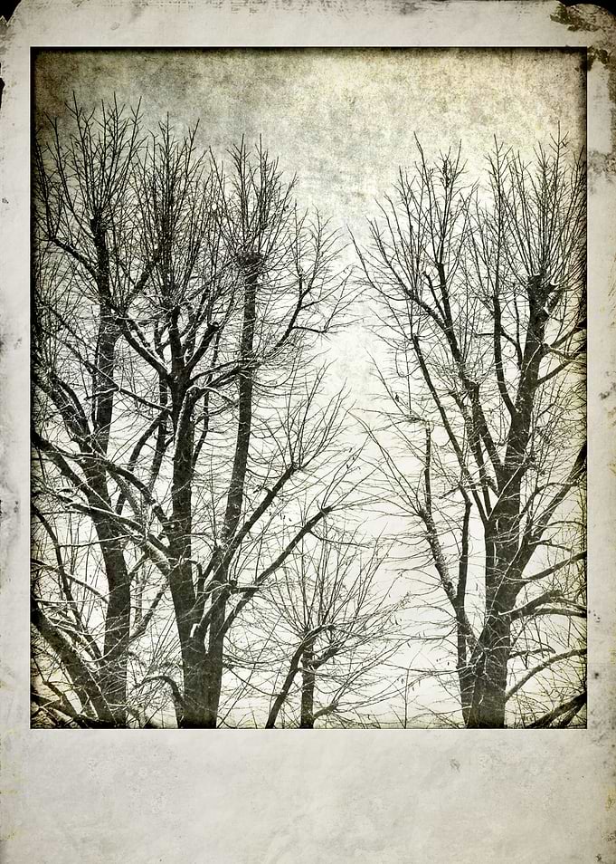 Winter trees - ©Silvia Ganora Photography - All Rights ...