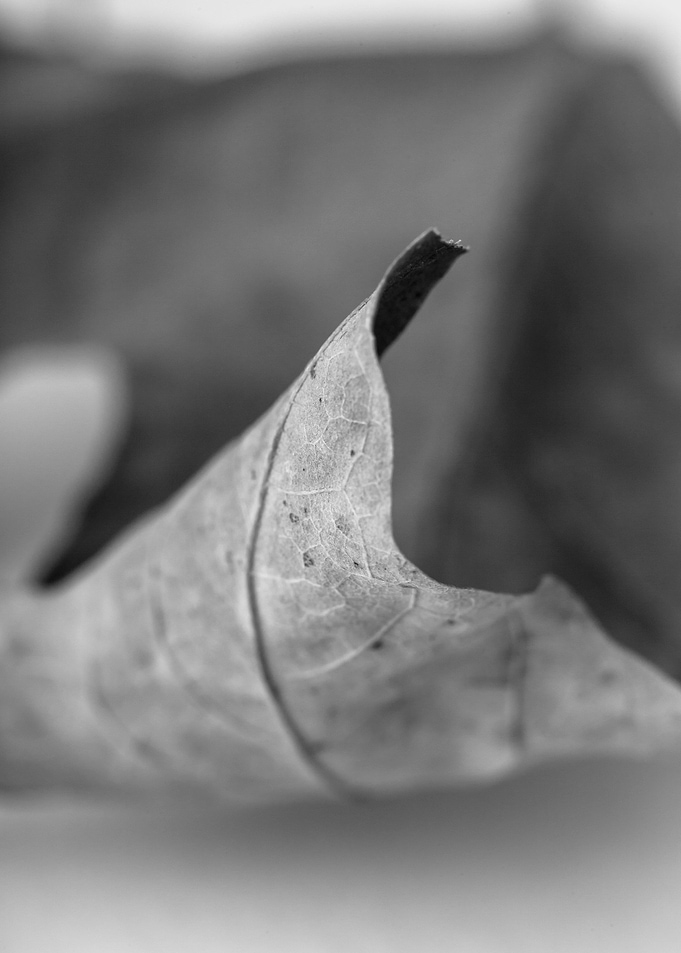 Leaf Study 2 - Part of a series of black and white clos ...