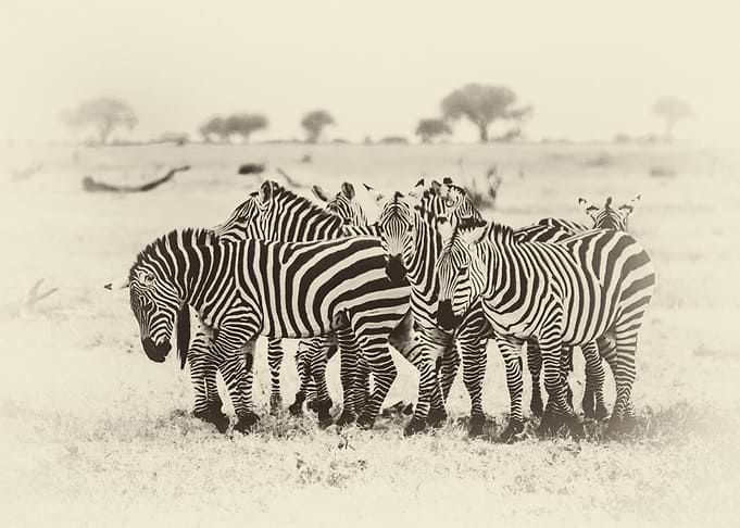 Zebras