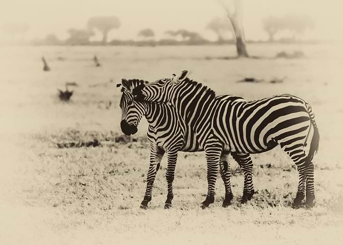 Zebras II