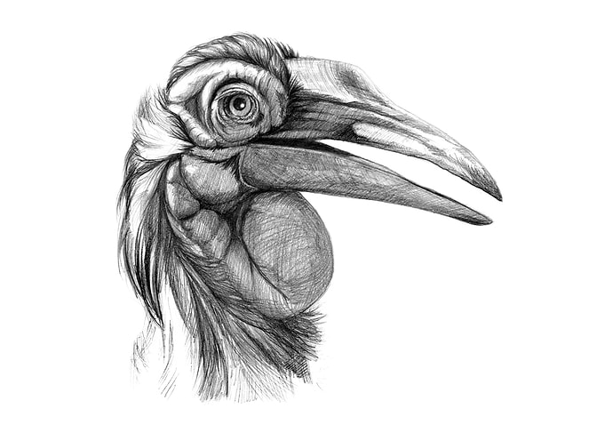 Southern Ground hornbill sk044