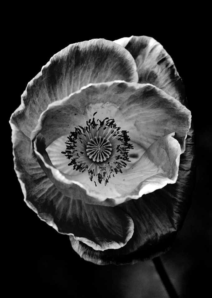 The eye of a flower