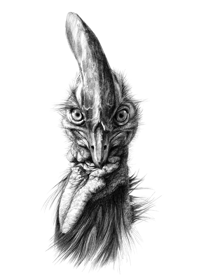 Southern Cassowary G066