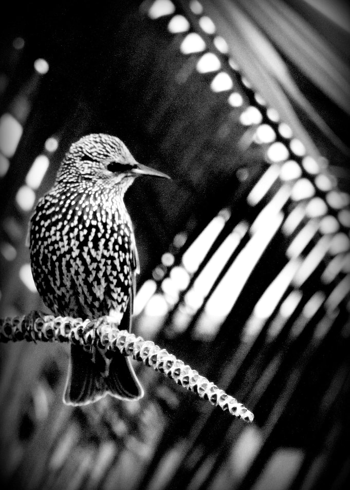 Natural pattern