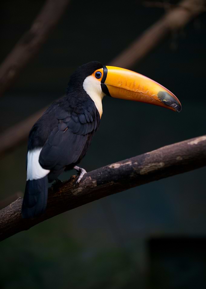 Toucan
