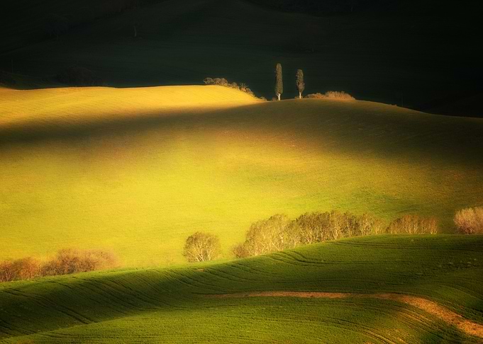 Golden fields of Toskany