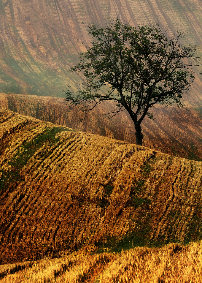 Golden fields of Moravia